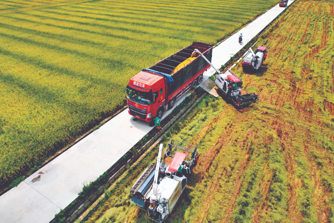 稳面积提单产 培良种种好粮