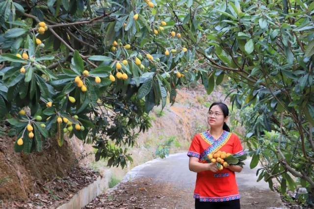 畲族村党支部书记雷映霞采摘枇杷。