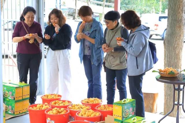 游客品尝购买枇杷