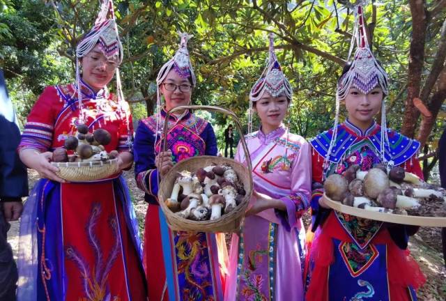 畲族村红松茸采摘活动