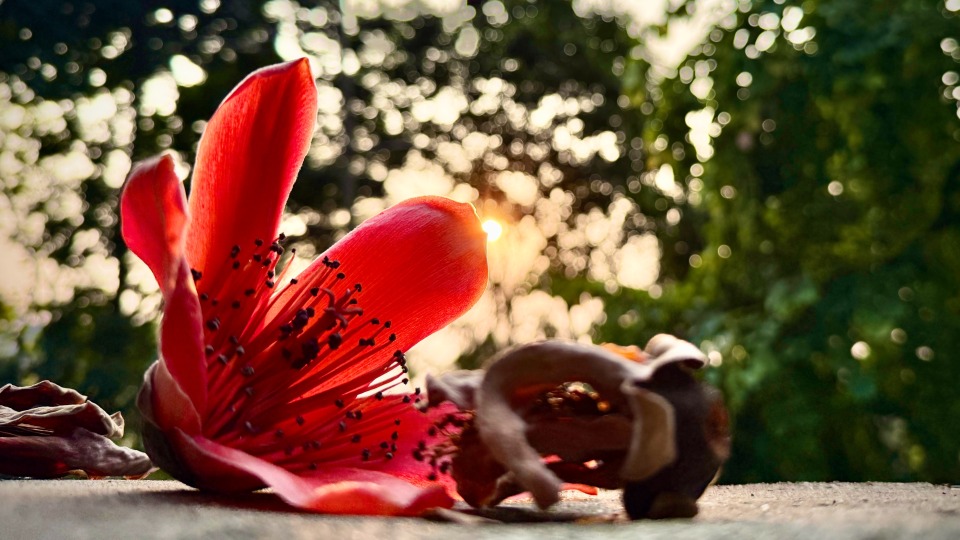 红色研学映羊城 “流动学堂”开讲啦