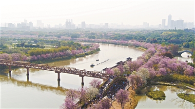 宫粉樱花映日艳 一城春色半城芳