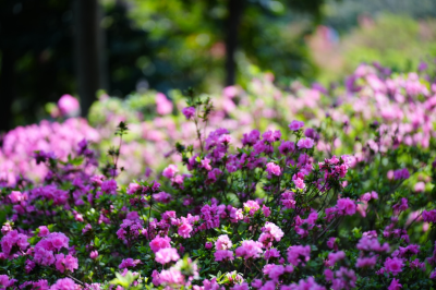 春醒岭南！华南国家植物园迎来年度“花朝盛典”