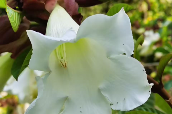 洁白如雪，如约盛开！华南国家植物园清明花盛放引游人驻足