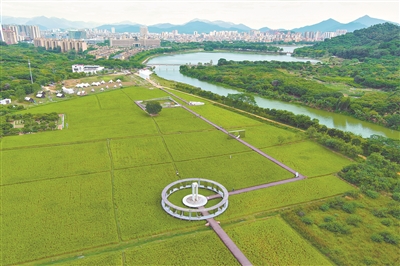 稻香广州四千年 今朝耕种智慧田