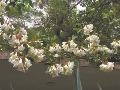 洁白如雪的清明花迎来最佳观赏期