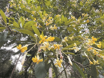 金色花海点缀春日