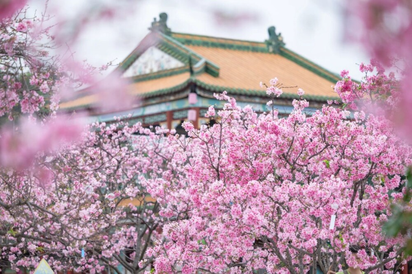 大阳城集团娱乐视频