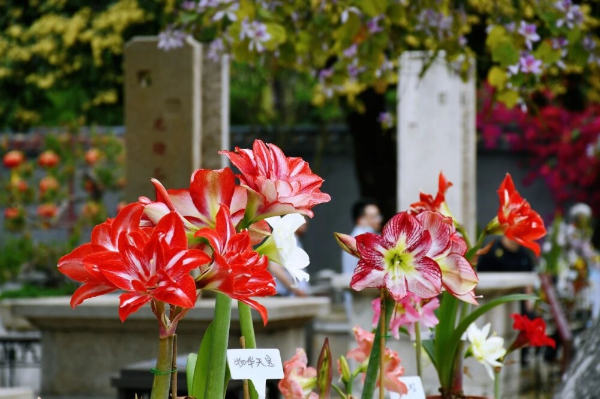 大阳城集团娱乐视频