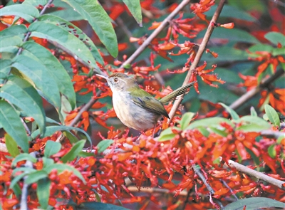 虾子花铁力木迎春绽放