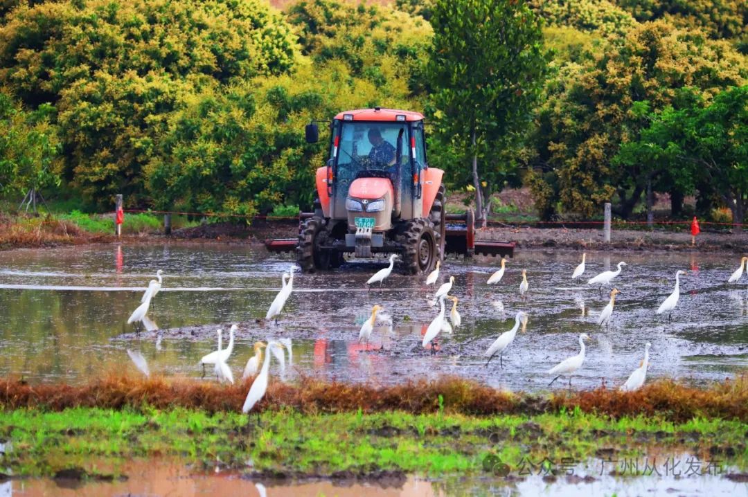 荔枝花下，水稻田间，从化鹭鸟纷飞