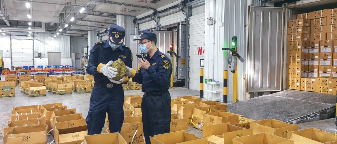 大湾区开启“榴莲季”