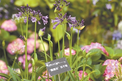 近400种球根花卉在华南国家植物园绽放