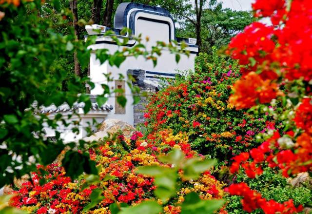 花都马岭村：智种三角梅，一花开五色