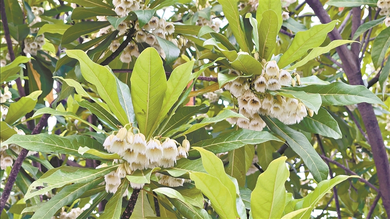 杜英进入最佳观赏期 风铃摇落“白玉雪”
