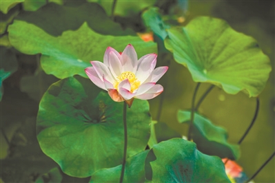 古祠红云映夏 栈道荷影织梦