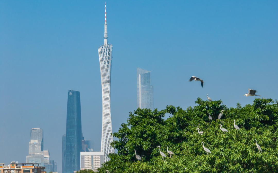 南沙湿地黑脸琵鹭数量创新高！广州发布生物多样性保护工作评估报告