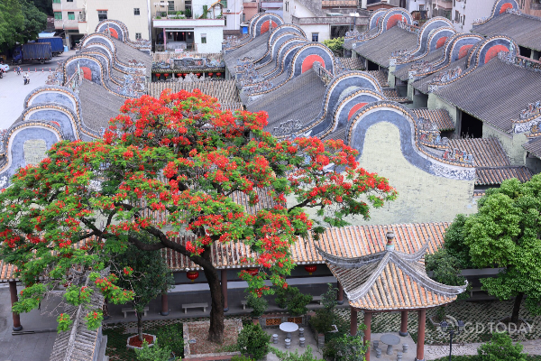 Phoenix trees bloom at Guangzhou's historic sites