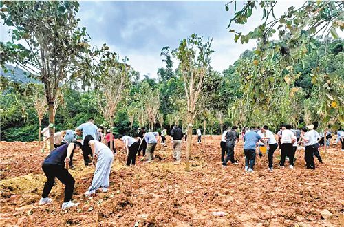 港澳“同心林”植树活动举办