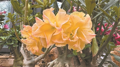 华南国家植物园举办沙漠玫瑰专题植物展