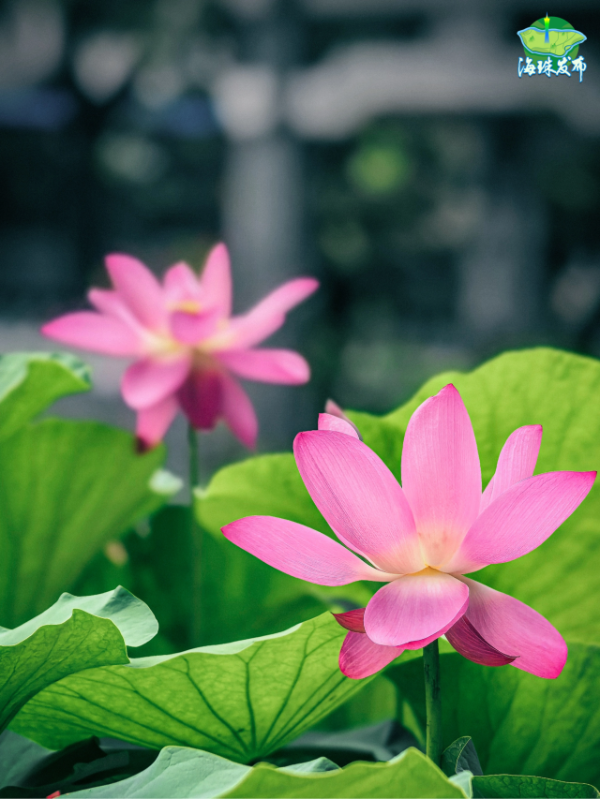 大阳城集团娱乐视频