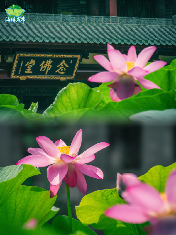 大阳城集团娱乐视频