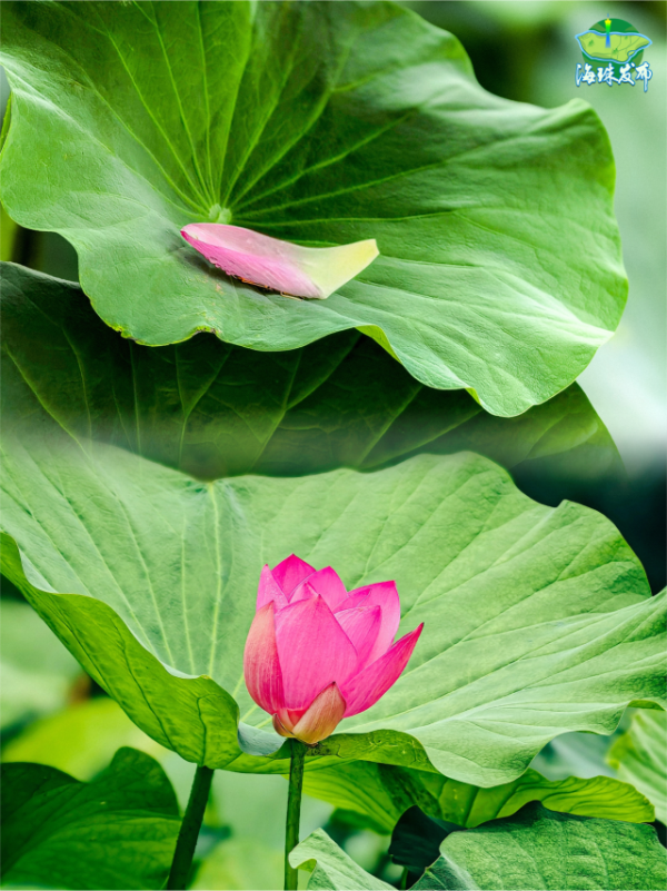 大阳城集团娱乐视频