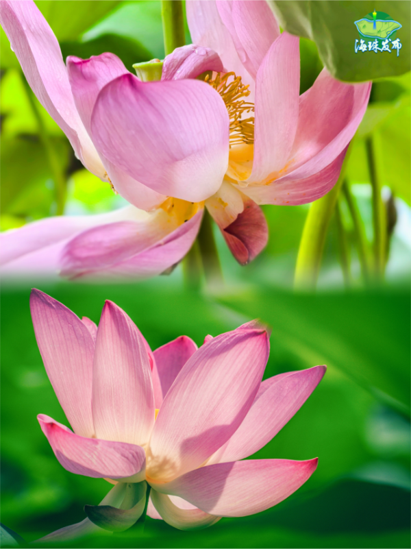 大阳城集团娱乐视频