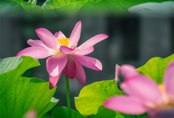 Centuries-old lotus blooms again at Guangzhou temple after two-year dormancy