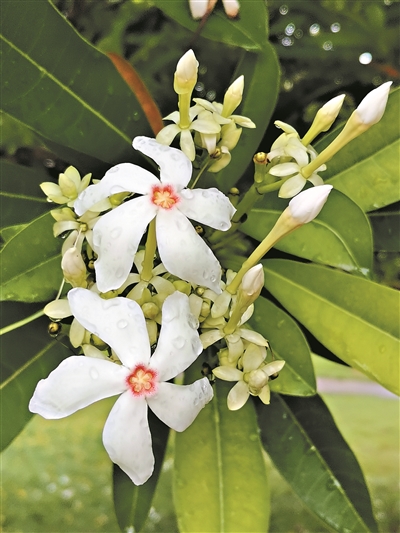 “盛夏白纱” 只可远观