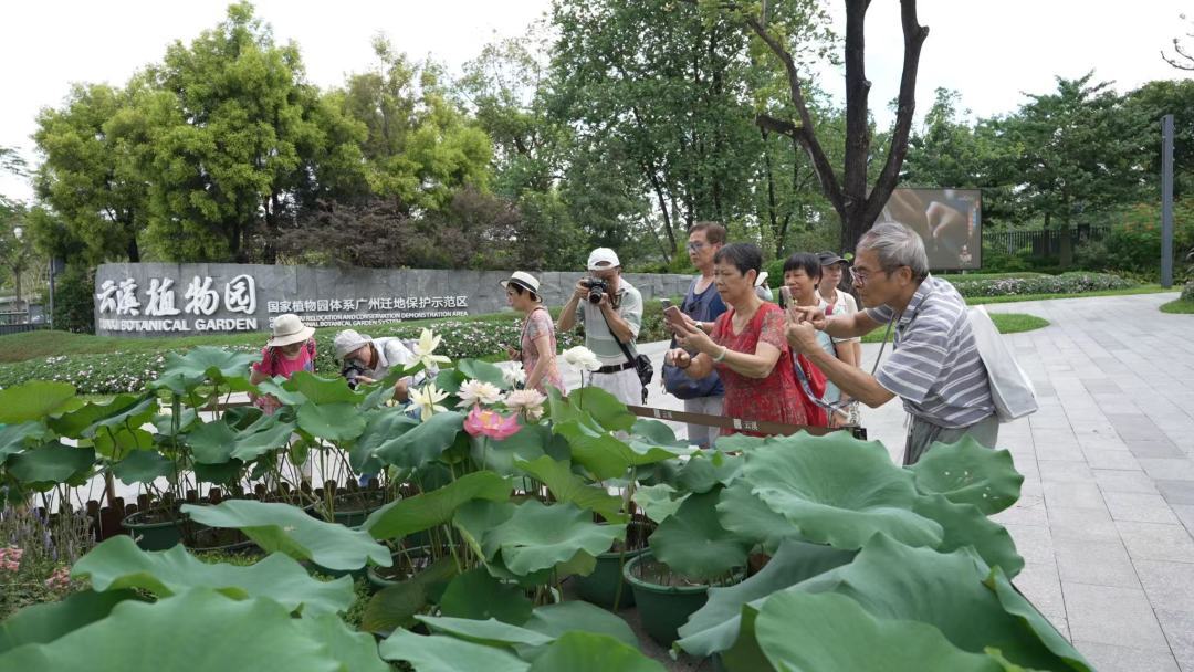 150种荷花“上岸”！广州云溪植物园“荷”你相约