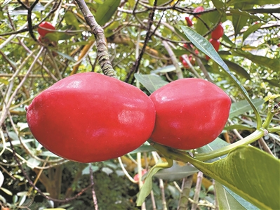 果实“同心” 爱意天成