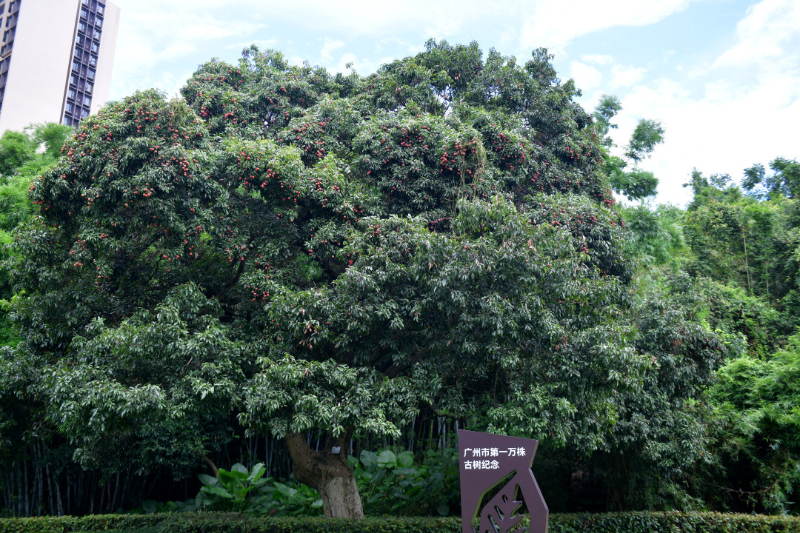 古荔真给“荔”！广州最古老荔枝树和第一万株古树均硕果满枝