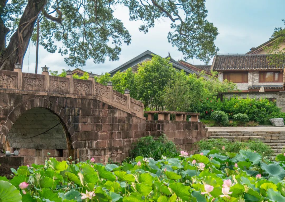 广州“长在莲花里”的700年古村！太避暑了