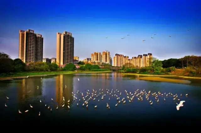 花都湖国家湿地公园(摄影:马心欢) 花都湖国家湿地公园(摄影:马心欢)