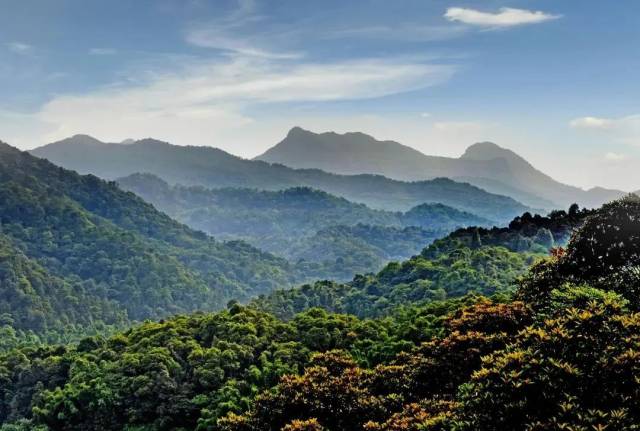 王子山森林公园(图源:往期内容) 王子山森林公园(图源:往期内容)