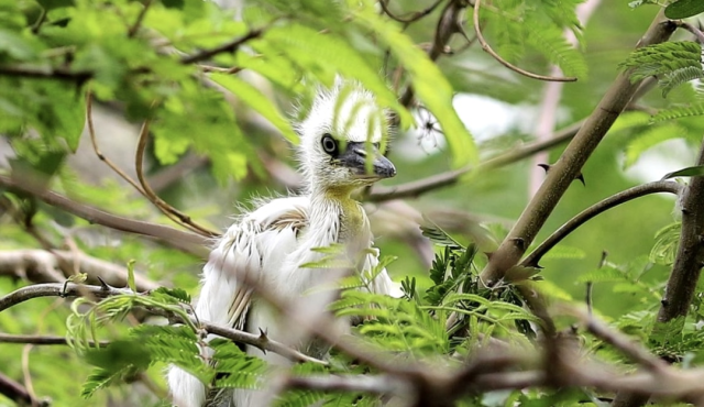 迁飞的候鸟，花都欢迎你！