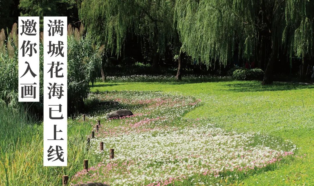 倒计时100天！花城全城花海已上线