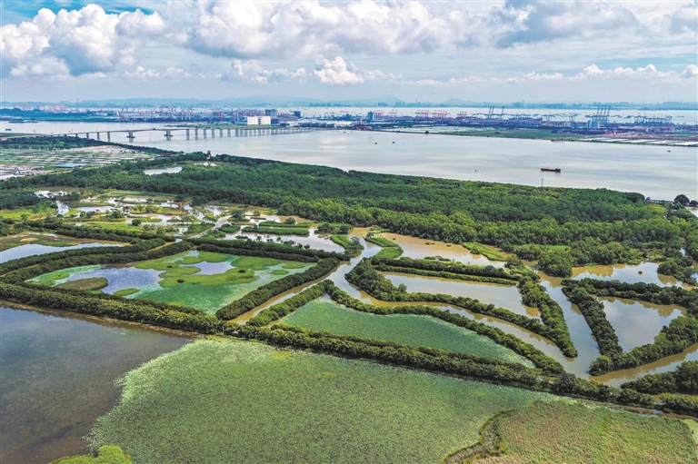 广州携越秀南沙入选自然城市行动平台