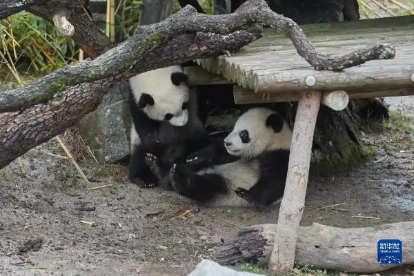 大阳城集团娱乐视频