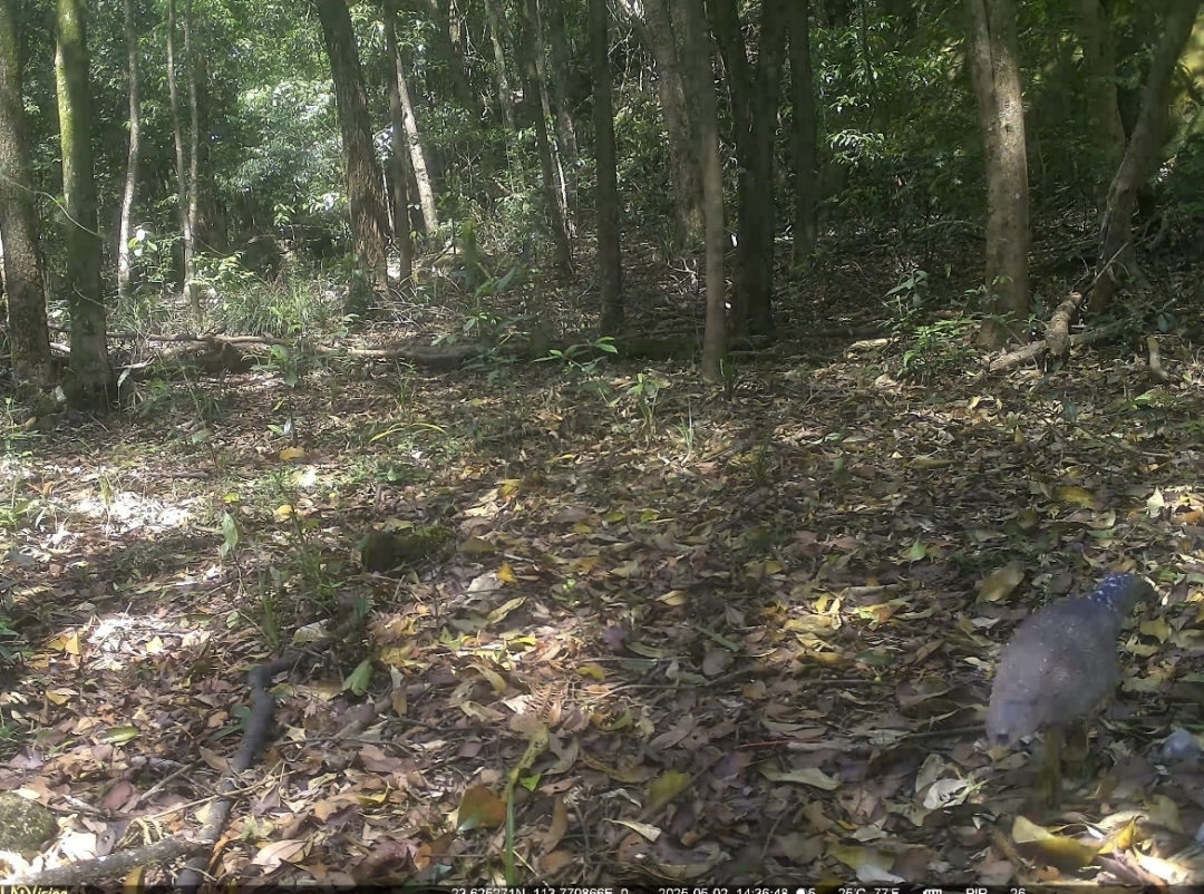 罕见！国家二级保护动物黑冠鳽现身广州石门国家森林公园