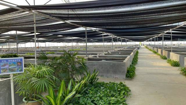 青青自然公司养殖基地。 青青自然公司养殖基地。