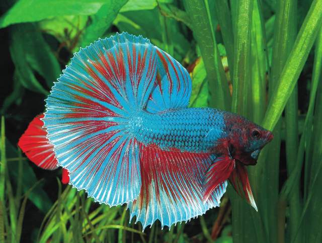 南沙观赏鱼“破冰”北美背后，国家级农业对外开放合作试验区开启全球化再闯关