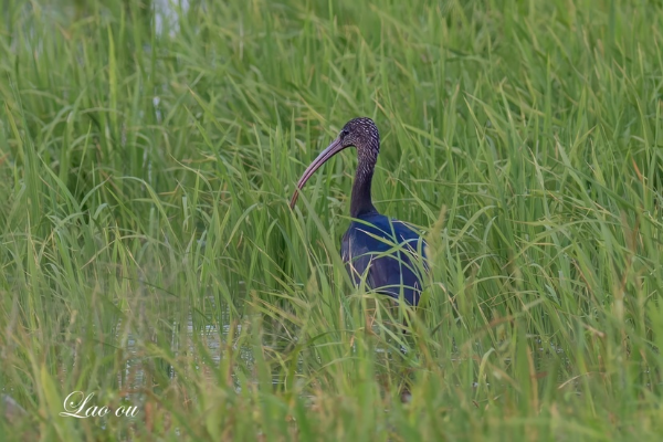 “五彩斑斓的黑”首次现身！国家一级保护鸟类彩鹮造访广州最大滨海湿地