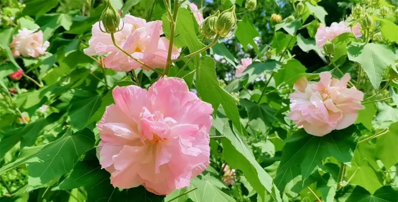 最佳观赏期！花色一日三变！这是什么神仙颜值→