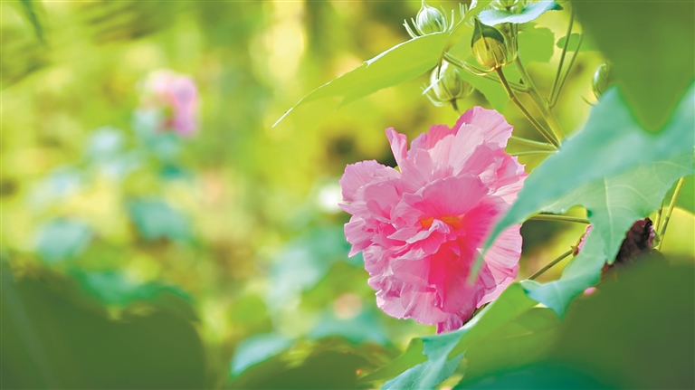 木芙蓉花“一日三变”，美！