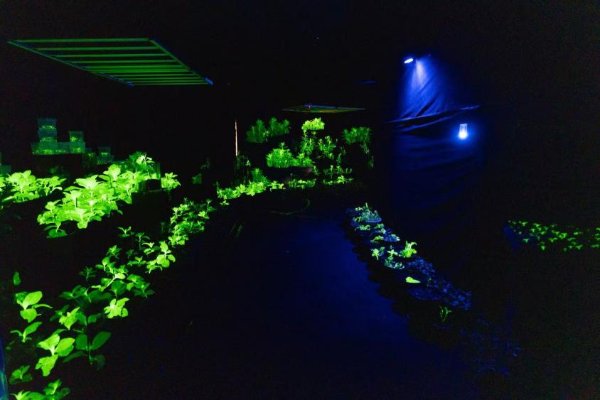 大阳城集团娱乐视频