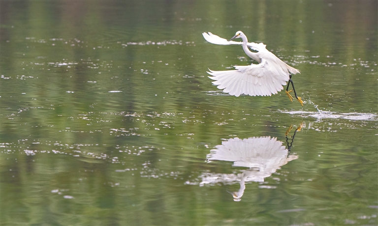 广州协同推进降碳减污扩绿增长 积极探索美丽城市建设新路径