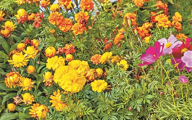 文化公园羊城菊会11月15日开幕 菊花造景“动起来”