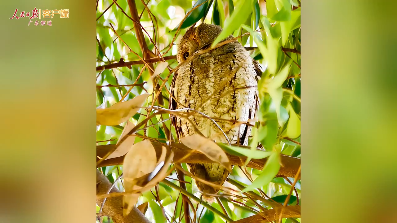 国家二级保护动物红角鸮现身广州珠江公园